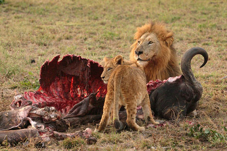 lions with prey
