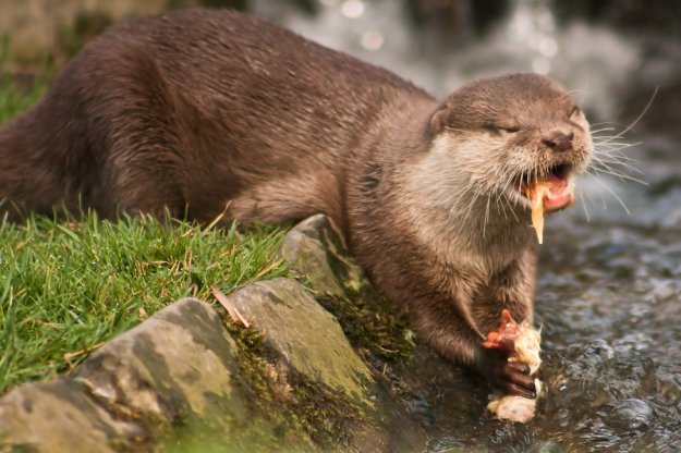 otter_with_food_iv_by_predators_prey-d546mlj