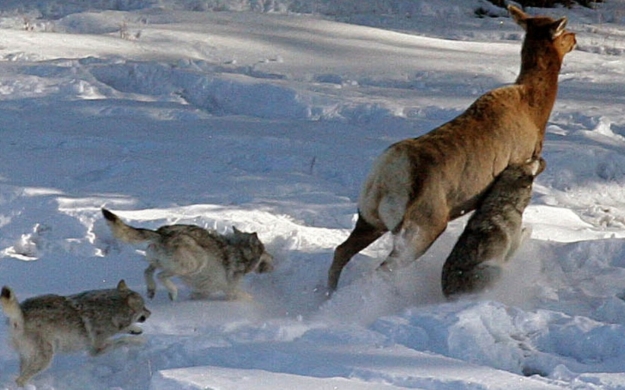 wolves attaching deer