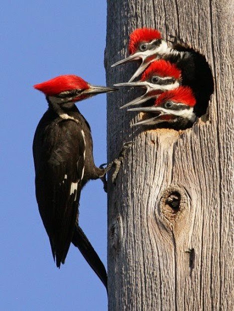 1aBird-Pileated woodpeckers are the largest of the common woodpeckers found in most of North America.