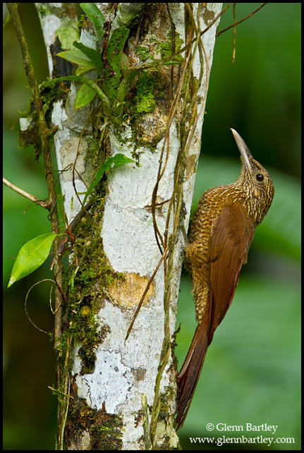 Black-banded Woodcreeper (Dendrocolaptes picumnus) perched on a branch in Peru.