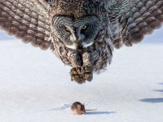 gray-owl-mouse_65519_990x7422