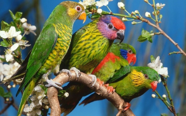 Parrots-Tree-1800x2880