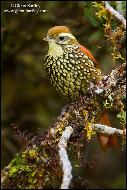 Pearled Treerunner (Margarornis squamiger) perched on a branch in Peru.
