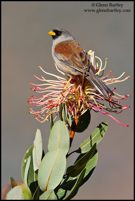 Rufous-backed Inca-Finch (Incaspiza personata) perched on a branch in Peru.