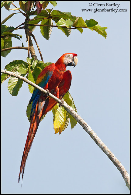 Scarlet Macaw (Ara macao) perched on a branch in Ecuador.