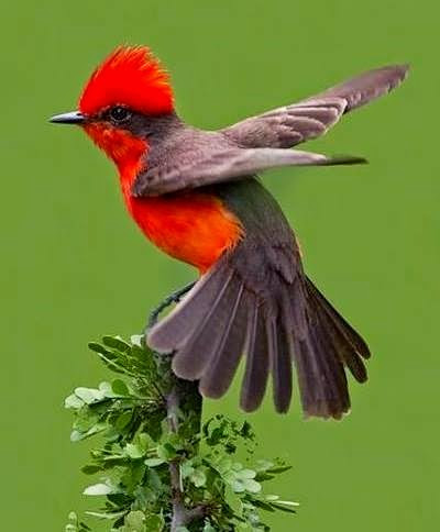Vermillion Flycatcher, found in southwest U.S., Central and South America, and the Galapagos Islands
