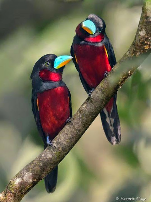 AAA-The Black and Red Broadbill, found in Brunei, Cambodia, Indonesia, Laos, Malaysia, Myanmar, Singapore, Thailand, and Vietnam 808_n
