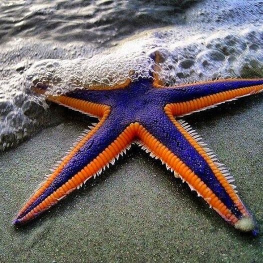 Beautiful Royal Starfish.