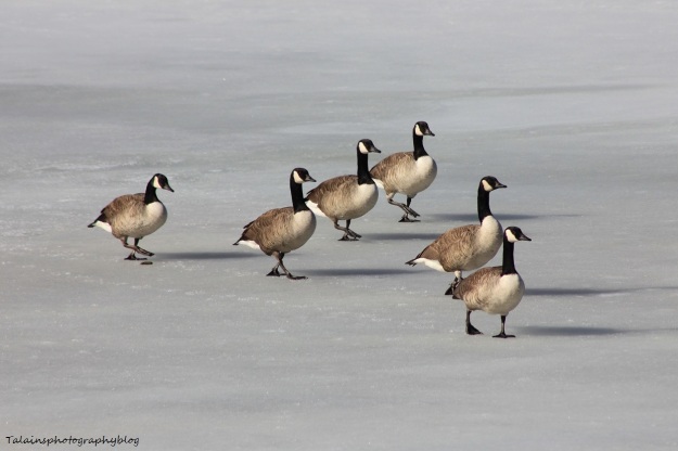 canada-geese-031