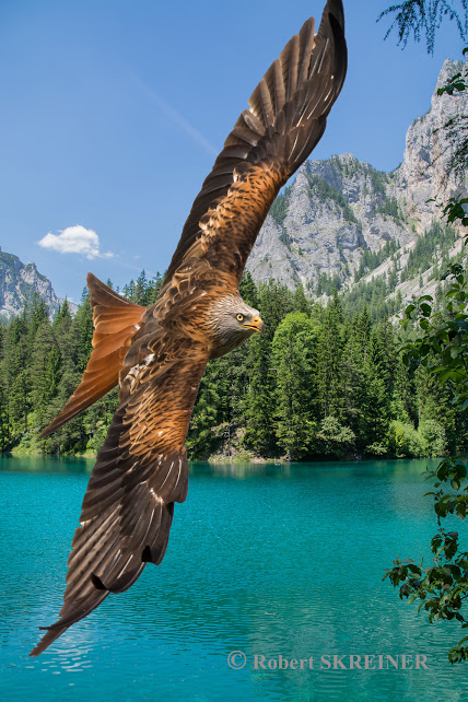 Red Kite  (Milvus milvus)  - Rotmilan - Grüner See