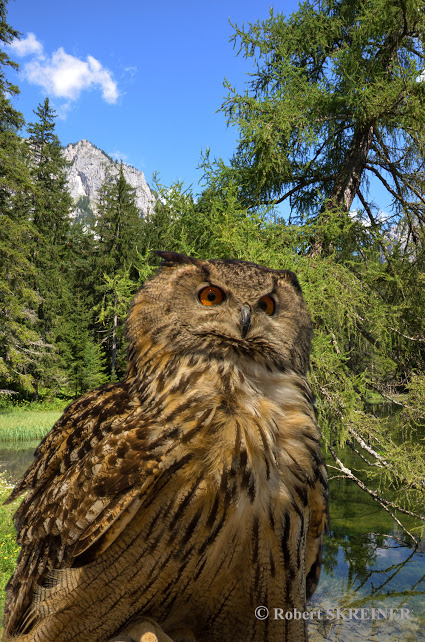 Eurasian Eagle-Owl   (Bubo bubo) - Uhu