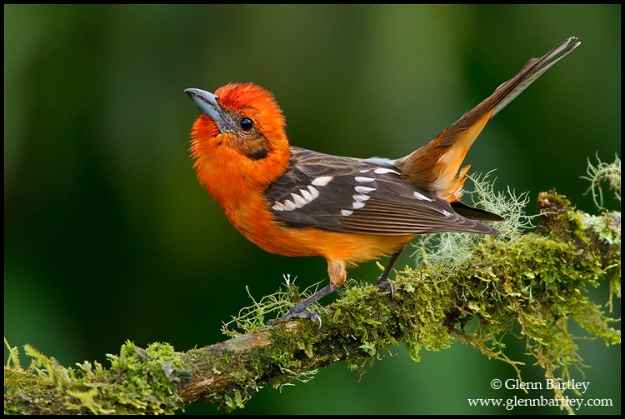 Flame-colored Tanager (Piranga bidentata) perched on a branch in Costa Rica.