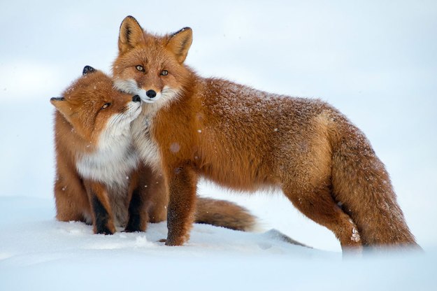 wild-foxes-photography-ivan-kislov-22